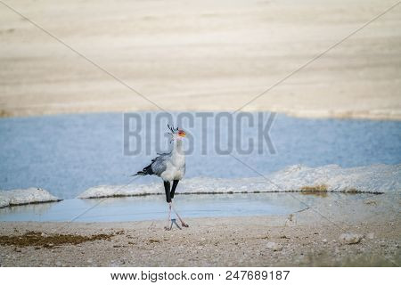 Secretary Bird (sagittarius Serpentarius), Crosslegged By Waterhole, Etosha National Park, Namibia.
