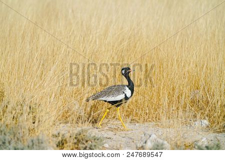 Northern Black Korhaan In Golden Grass, Etosha National Park, Namibia.