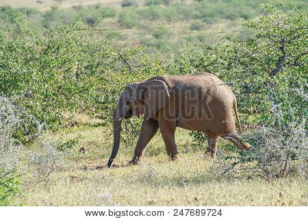 Deserted Adapted Elephant Wlaks Bay In  In Bush In Torra Conservancy Namibia.