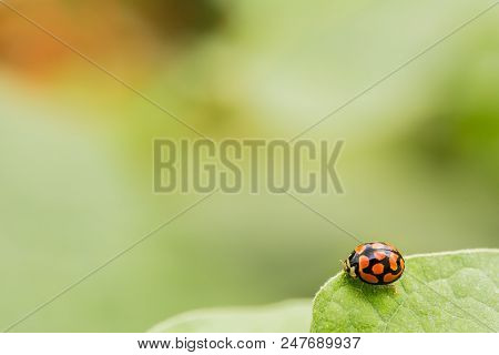 Macro Close Up Of An Orange Ladybug Beetle On A Bright Green Leaf