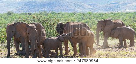 Deserted Adapted Elephants In Bush In Torra Conservancy Namibia.