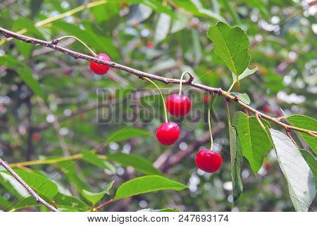 Cherries Hanging On A Cherry Tree Branch