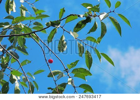 Cherries Hanging On A Cherry Tree Branch