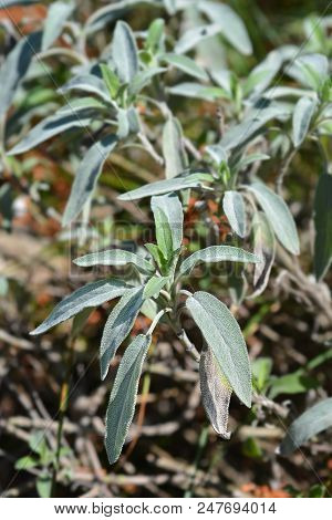 Meadow Sage Leaves - Latin Name - Salvia Pratensis Subsp. Bertolonii