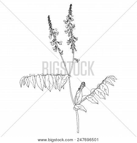 Vector Ink Drawing Wild Plant Of Galega With Leaves And Flowers, Monochrome Botanical Illustration I