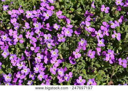 Aubrieta Doctor Mules Purple Flowers - Latin Name - Aubrieta Doctor Mules