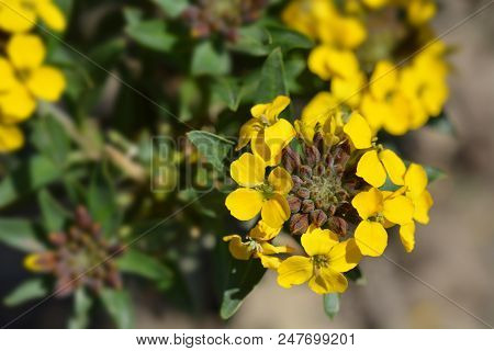 Alpine Wallflower Yellow Flowers - Latin Name - Erysimum Golden Gem