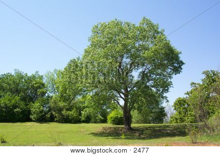 Tree Park