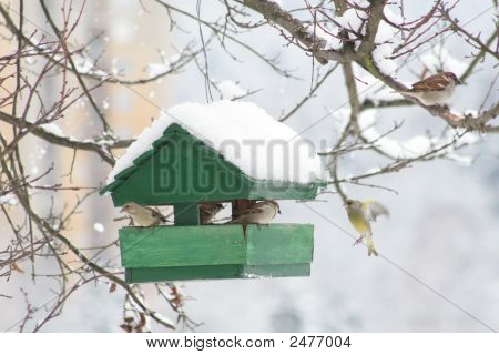 Bird House