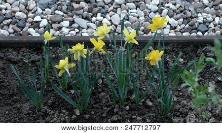 Yellow Narcissus Flowers In A Garden Macro