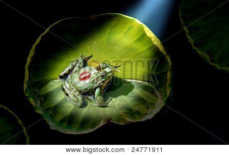 Prince Frog im Rampenlicht