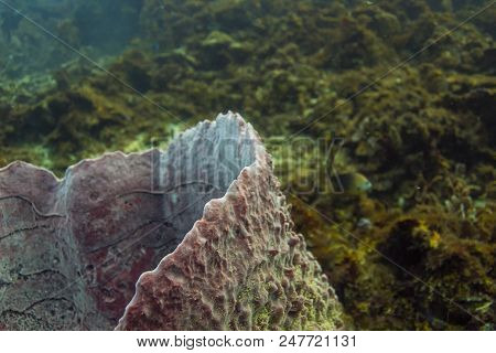 Close Up Of A Corner Of A Xestospongia Muta