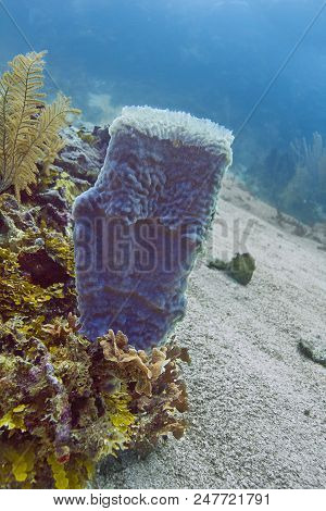 Blue Giant Barrel Sponge In The Atlantic Ocean