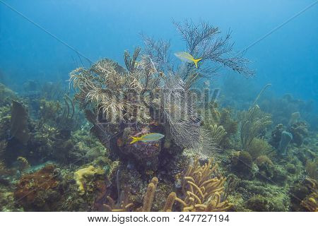 Two Ocyurus Chrysurus Swimming Around A Coral Reef