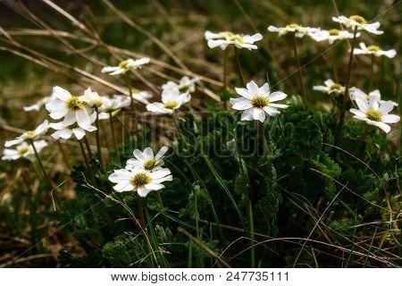 Beautiful Bush Of White Flowers Of Dryads (dryas) Growing In The Highlands Close Up In The Sunlight