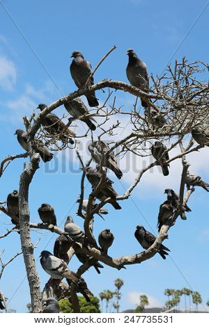 Pigeons in a tree. Birds in a tree. Pigeons aka Rats With Wings live and roost in a tree with a blue sky background. 