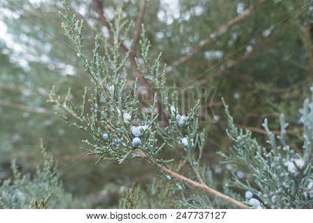 Blue Black Berry Like Cones On  Branches Of Pfitzer Juniper In Winter