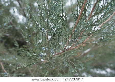 Branches Of Pfitzer Juniper With Berries In Winter