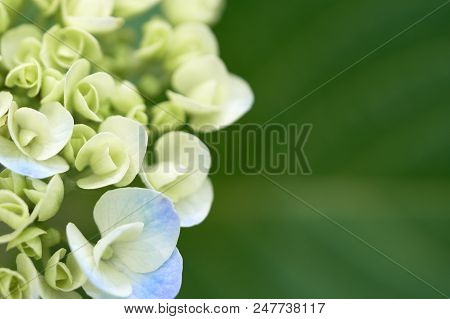 Closeup Of Green Hydrangea (hydrangea Macrophylla) Are Blooming In Spring And Summer At A Town Garde