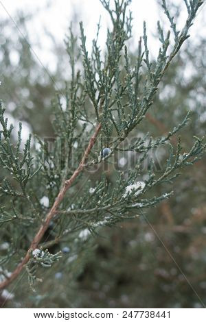 Pfitzer Juniper Branches With Berries In Winter