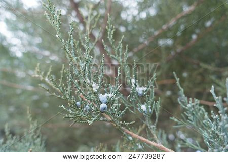 Waxy Blue Berry Like Cones On  Branches Of Pfitzer Juniper In Winter