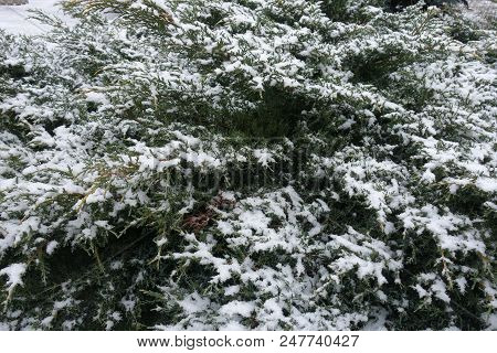 Bush Of Juniper Covered With Snow In Winter