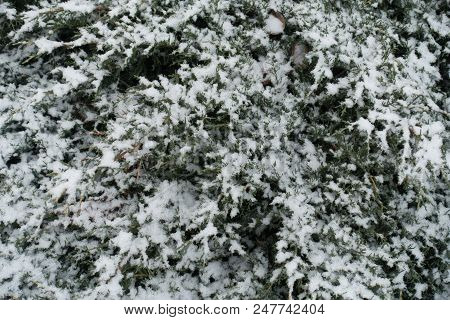 Juniper Covered With White Snow In Winter