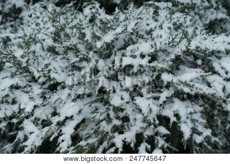 Snow Covered Branches Of Juniperus Pfitzeriana In Winter