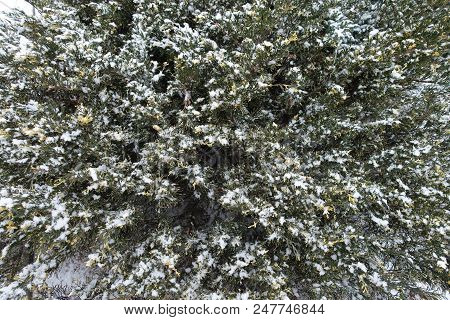 Gold And Green Foliage Of Juniper In Winter