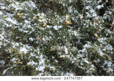 Green And Yellow Foliage Of Juniper Covered With Snow