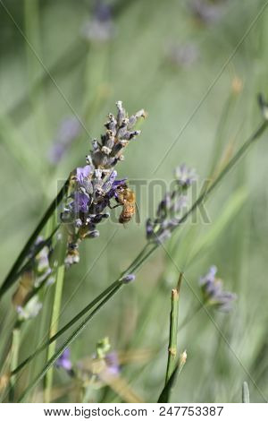 Biene Lavendell Bee Green Blume Arbeit Fleiß