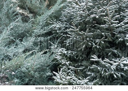 Juniper And Spruce Covered With Snow In Winter