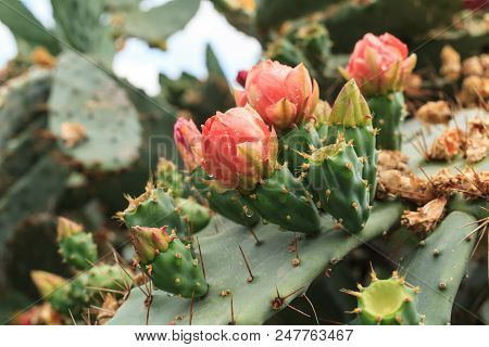 Blooming Prickly Pear With Cactus Fruits And Flowers