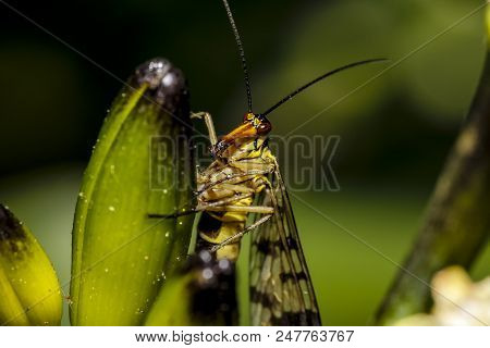 Macro Close Up Shot Of Common Fruit Fly