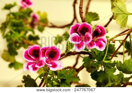 Bright Pelargonium Decorate The Yard In Summer Day