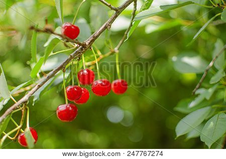 Red Ripe Cherry On A Background