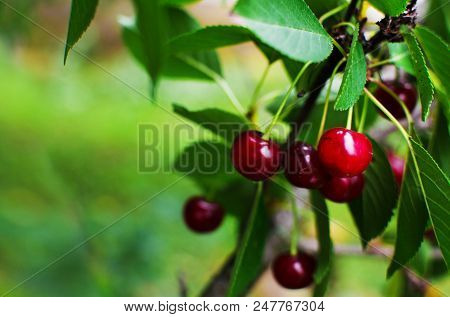 Red Ripe Cherry On A Background