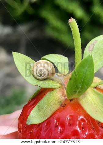 A Little Snail Crawls Over A Strawberry