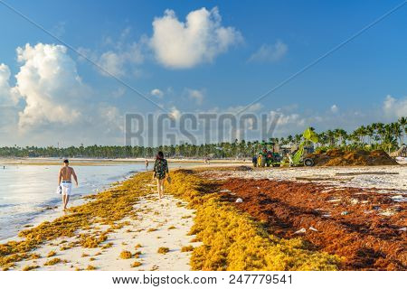 Punta Cana, Dominican Republic - June 19, 2018: : sargassum seaweeds on ocean beach in Bavaro, Punta Cana. Due to global warming, the altered ocean current bring sargasso to Dominican Republic coast.