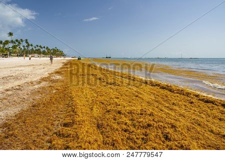 Punta Cana, Dominican Republic - June 17, 2018: : sargassum seaweeds on ocean beach in Bavaro, Punta Cana. Due to global warming, the altered ocean current bring sargasso to Dominican Republic coast.