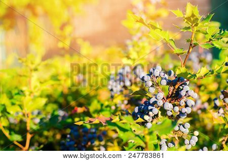Blue Berries Mahonia Aquifolium (oregon-grape Or Oregon Grape) And Bush Is A Species Of Flowering Pl