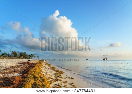 Punta Cana, Dominican Republic - June 19, 2018: : sargassum seaweeds on ocean beach in Bavaro, Punta Cana. Due to global warming, the altered ocean current bring sargasso to Dominican Republic coast.
