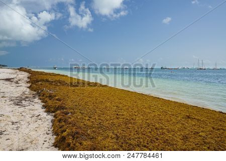 Punta Cana, Dominican Republic - June 17, 2018: : sargassum seaweeds on ocean beach in Bavaro, Punta Cana. Due to global warming, the altered ocean current bring sargasso to Dominican Republic coast.