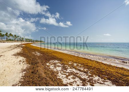 Punta Cana, Dominican Republic - June 17, 2018: : sargassum seaweeds on ocean beach in Bavaro, Punta Cana. Due to global warming, the altered ocean current bring sargasso to Dominican Republic coast.