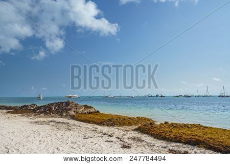 Punta Cana, Dominican Republic - June 17, 2018: : sargassum seaweeds on ocean beach in Bavaro, Punta Cana. Due to global warming, the altered ocean current bring sargasso to Dominican Republic coast.
