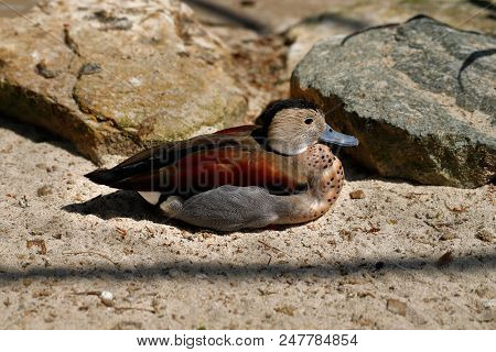 Full Body Of Male Ringed Teal Duck. Photography Of Nature And Wildlife.
