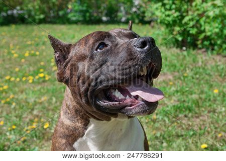 American Staffordshire Terrier Puppy Is Standing With Lolling Tongue. Close Up. Pet Animals.