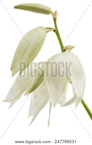 Flower Of Yucca, Isolated On White Background