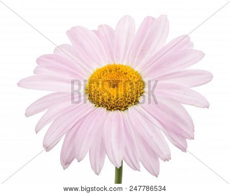 Flowers Of Pyrethrum, Isolated On White Background