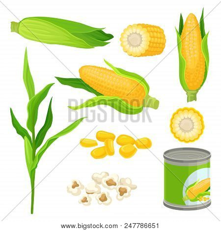 Sweet Corn Set, Fresh Corncobs, Popcorn, Canned Corn Vector Illustrations Isolated On A White Backgr